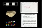 Foto (Objekt + Etikett) von Pithonoton marginatum (von Meyer, 1842)  (NHMW-GEO-2014-0194-0866)